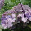 梅雨と紫陽花