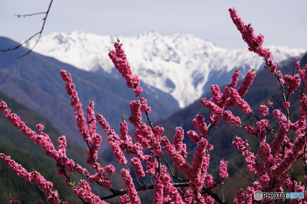 南アルプス赤石岳と桜１