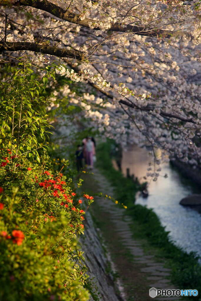 夕暮れ桜