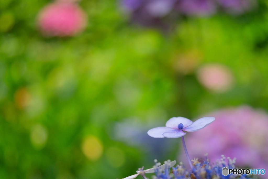 紫陽花の彩り１