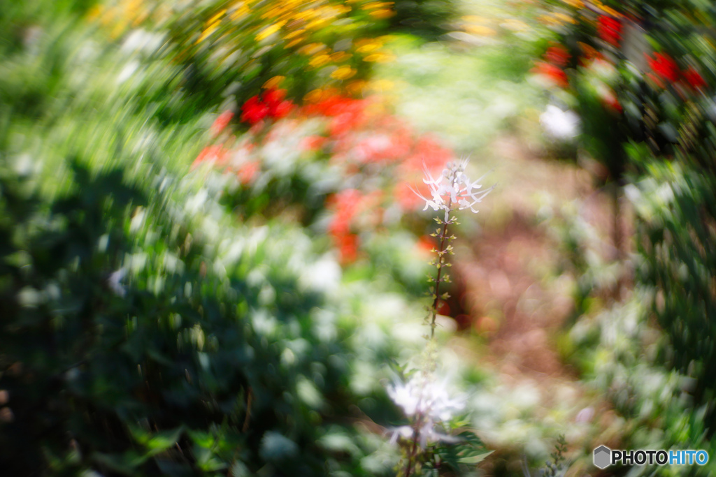 初夏の花園１