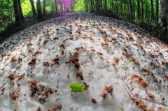 八甲田の残雪３