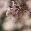 華やか１