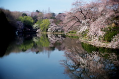 春の三ツ池公園