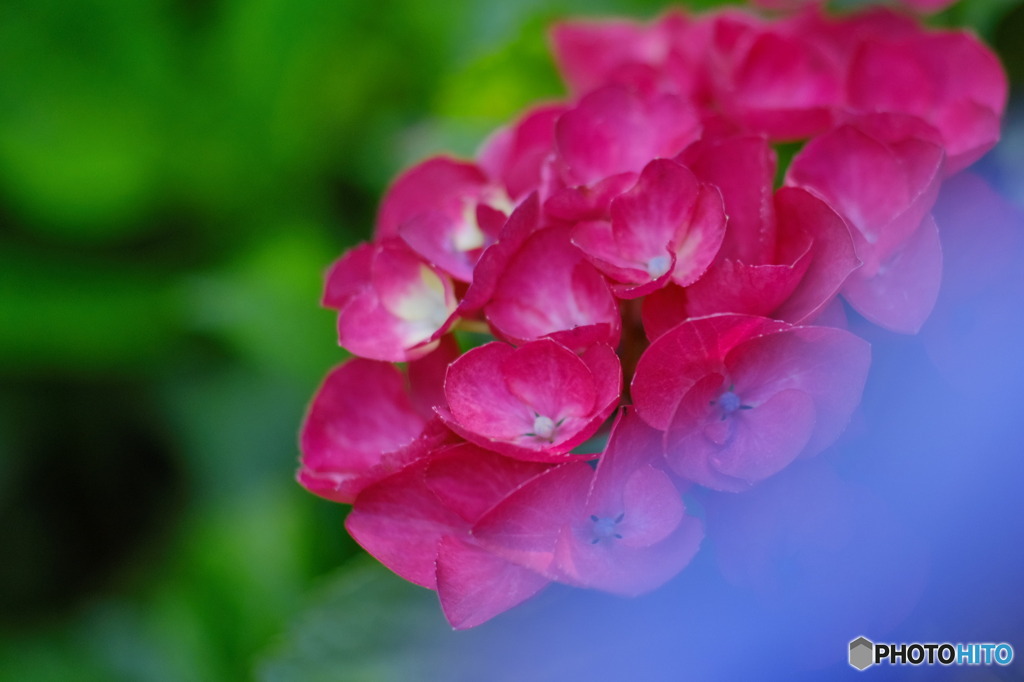 紫陽花の彩り２
