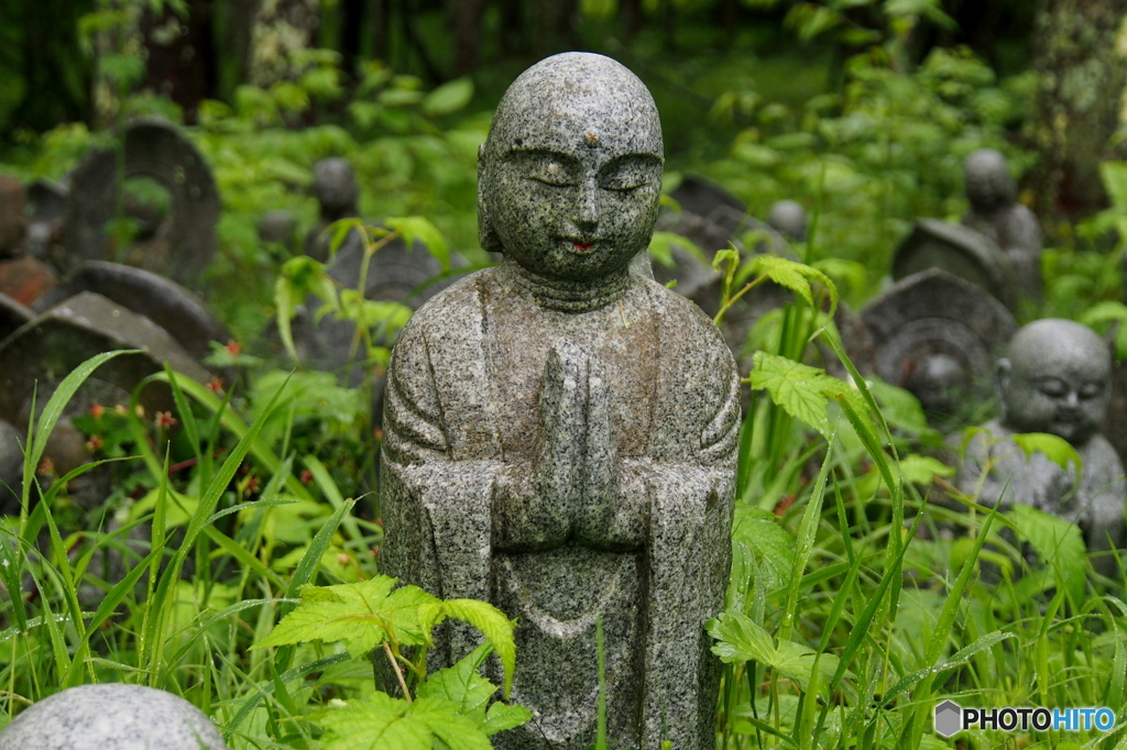 梅雨の森