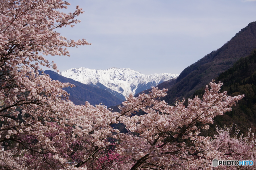 南アルプス赤石岳と桜２