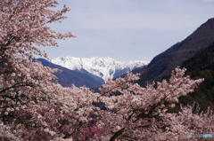 南アルプス赤石岳と桜２