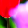春輝く１