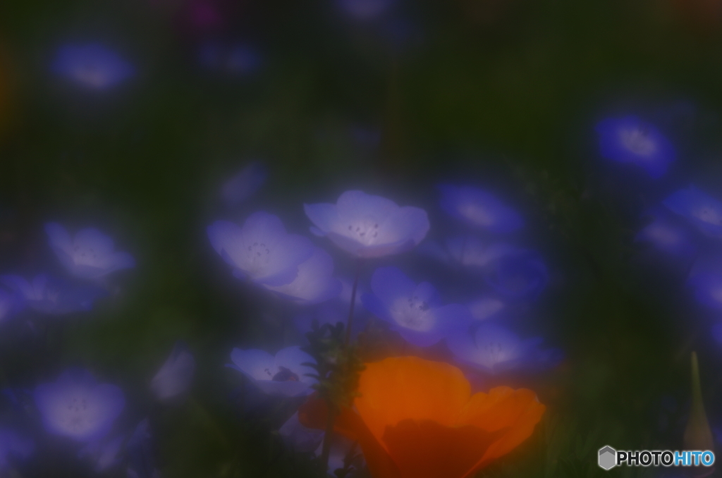 華麗な花園１