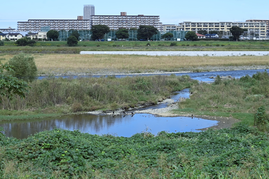 秋が近づく多摩川２