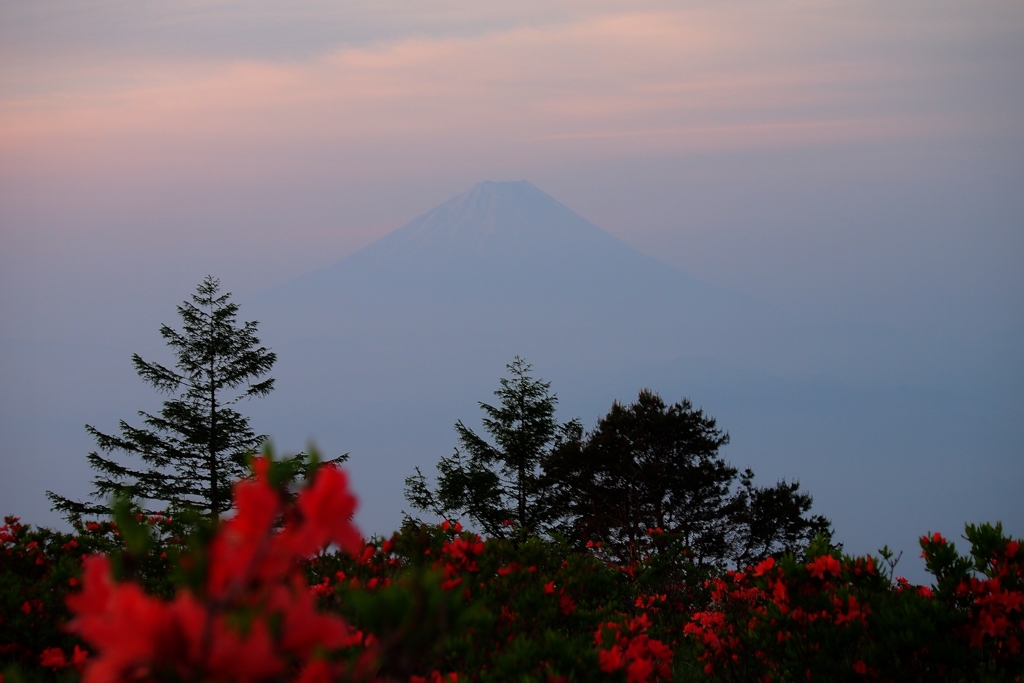 甘利山のつつじと富士山１