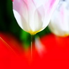 春輝く２