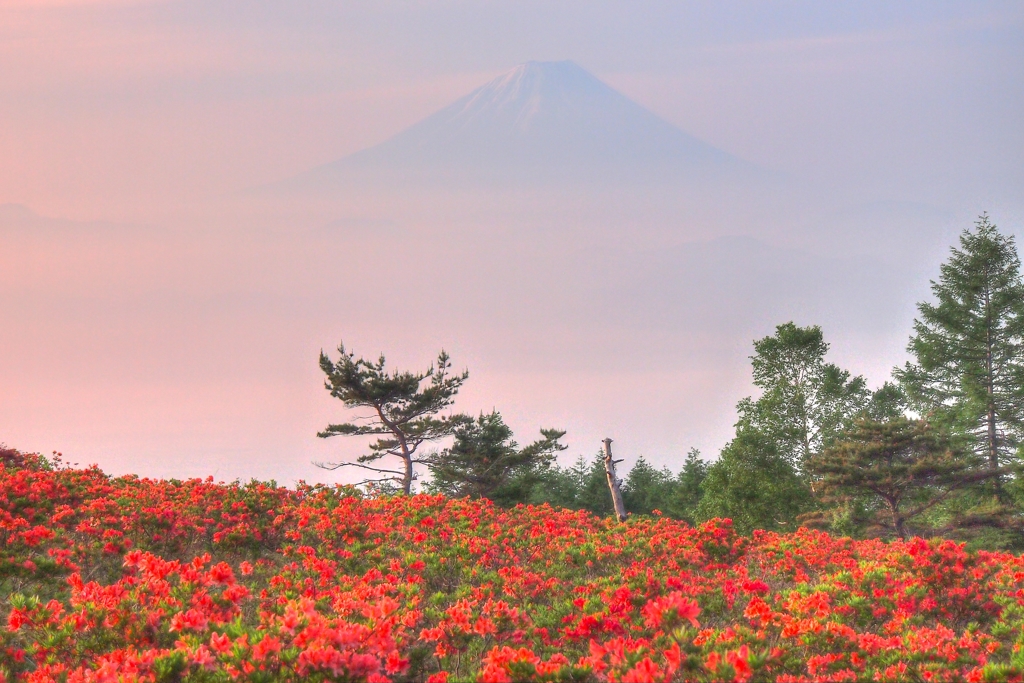 甘利山のつつじと富士山２ By Neko96 Id 写真共有サイト Photohito