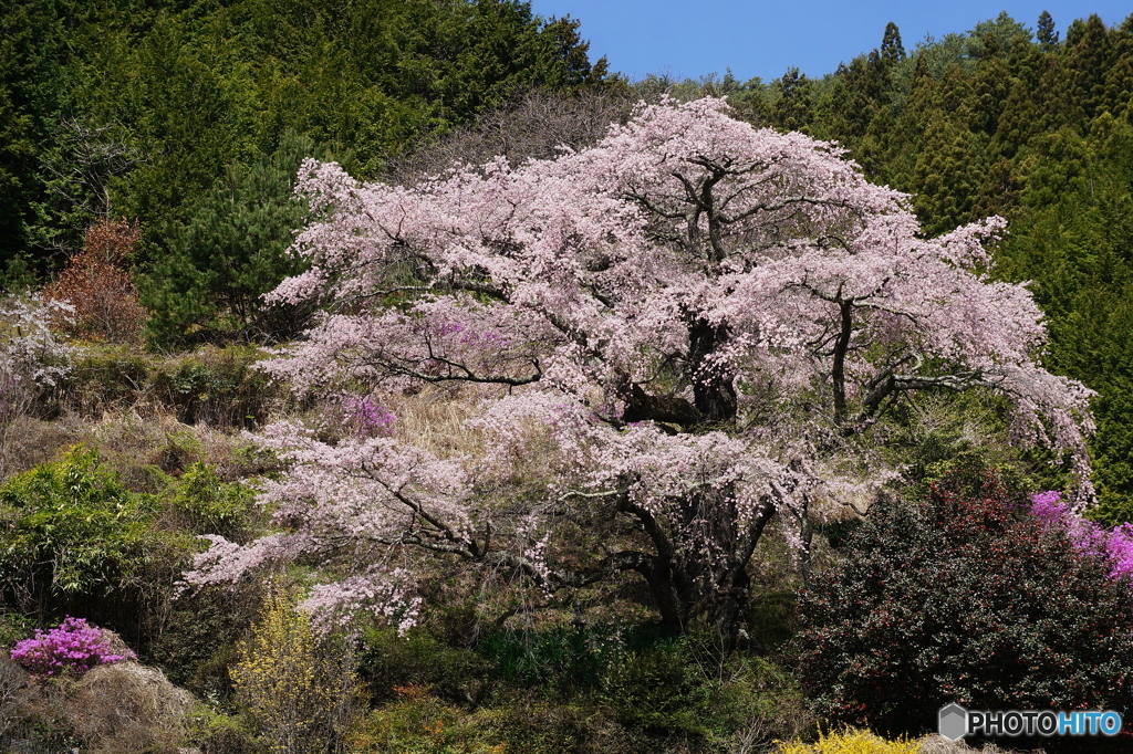 巨木の一本桜