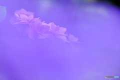 紫陽花の彩り３