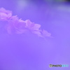 紫陽花の彩り３
