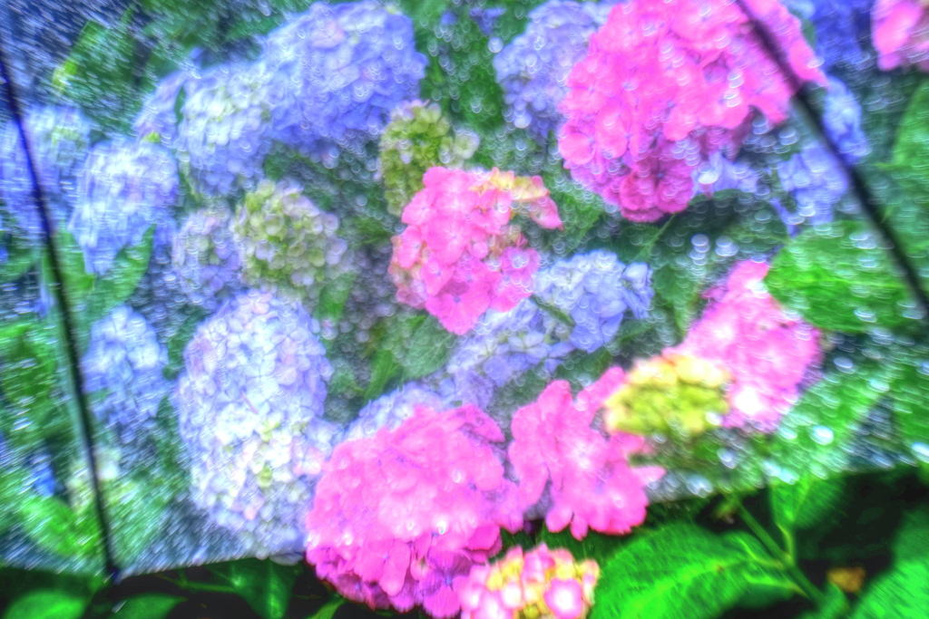 梅雨の日に1