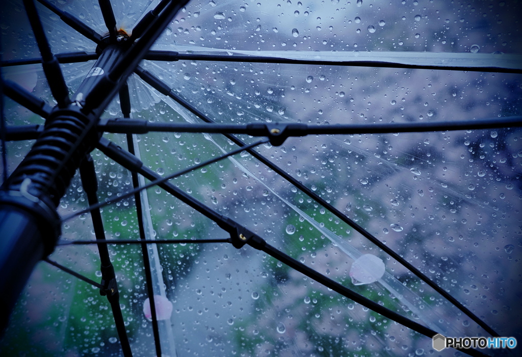 桜雨にカメラ散歩②