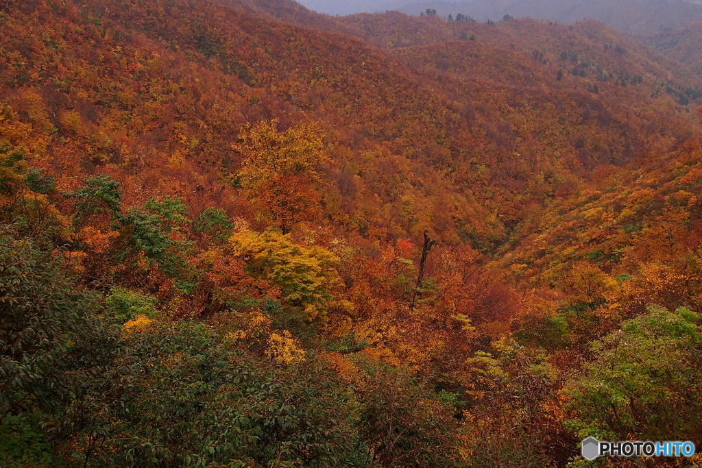 樹海ラインの紅葉（奥只見）３