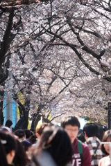 桜木花道