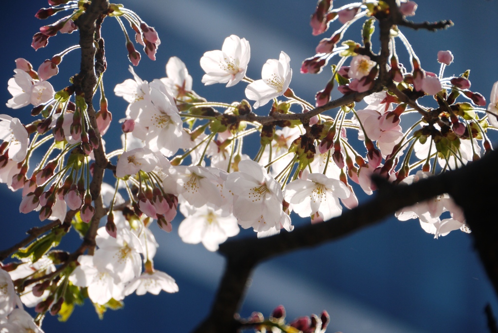 桜、都会に咲く。