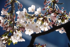 桜、都会に咲く。