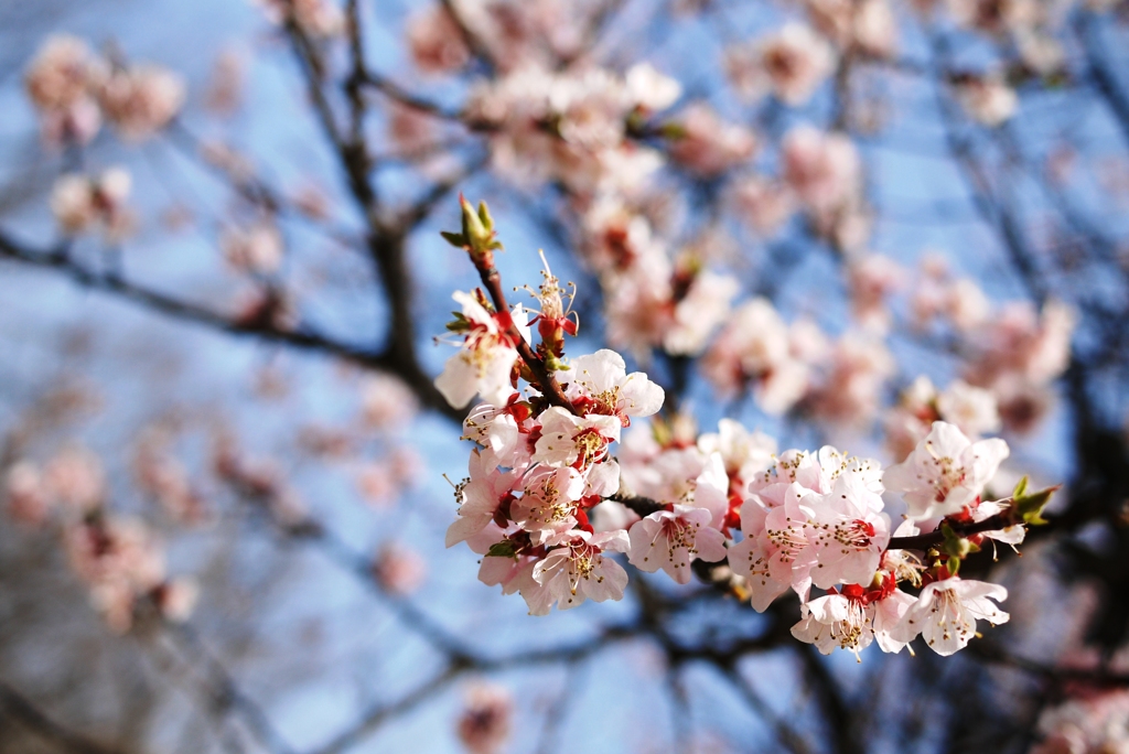桜色