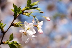 桜５
