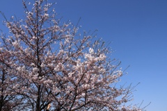 桜会