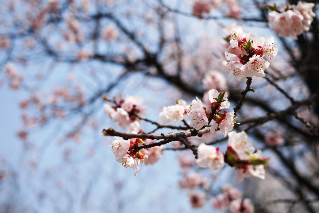桜３