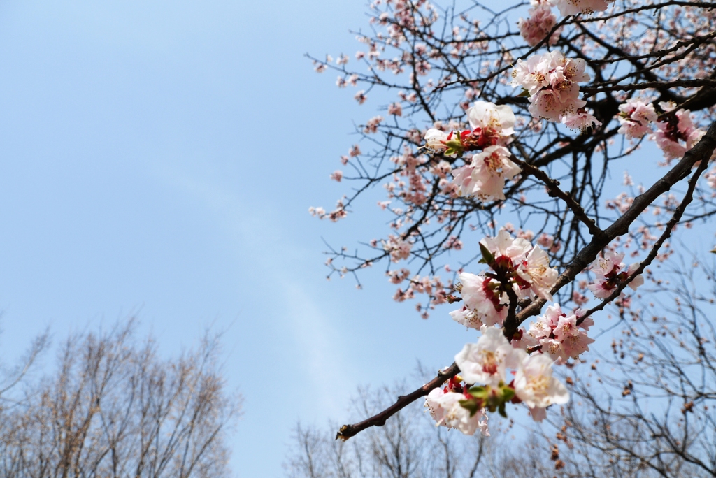 桜２