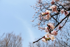桜２