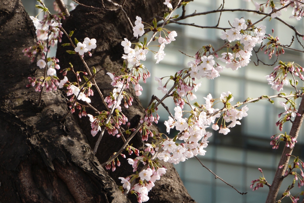 桜４