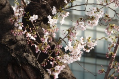 桜４