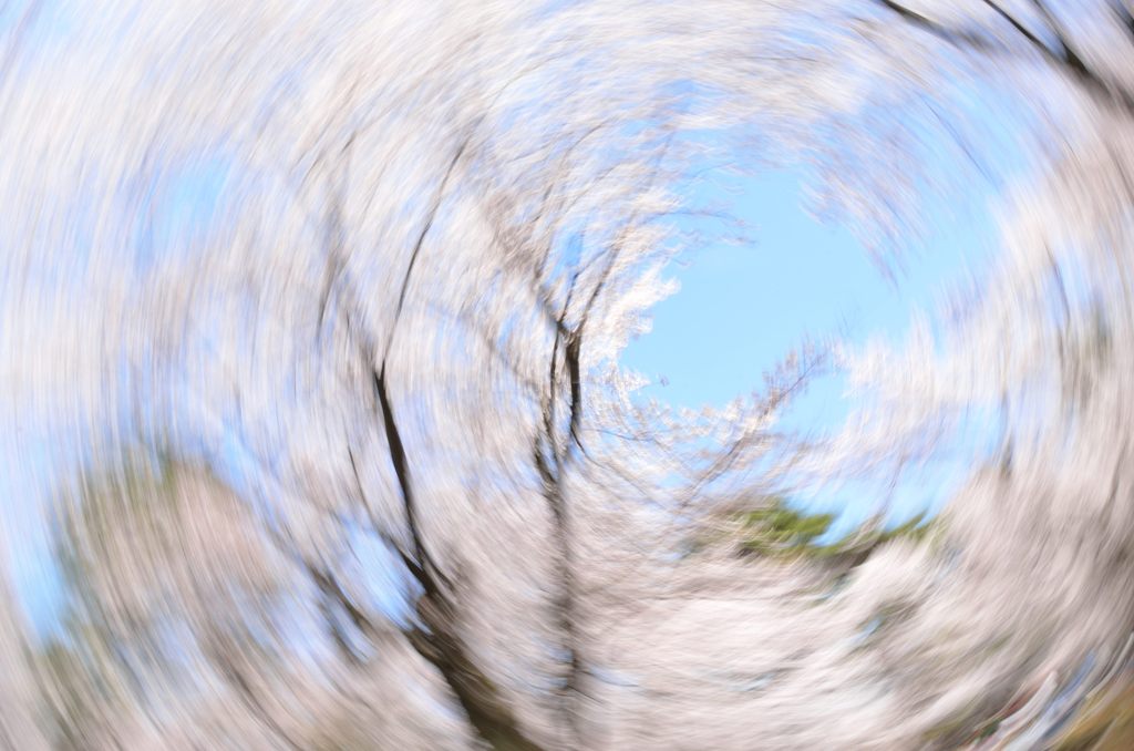 マワルサクラ