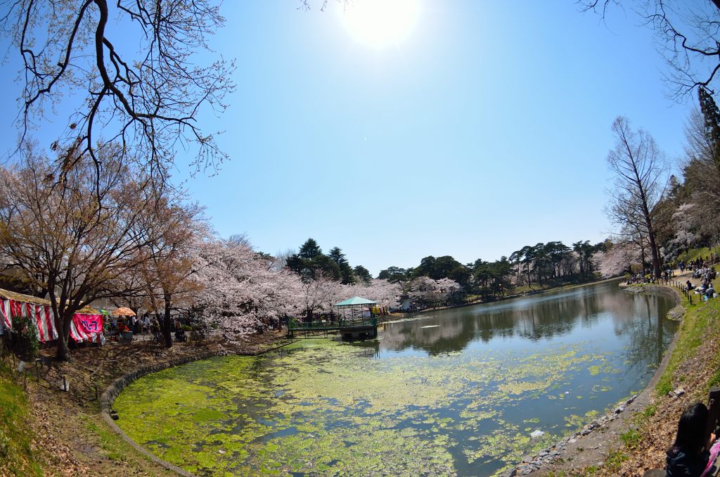 花見日和