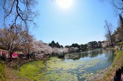 花見日和