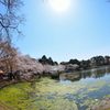 花見日和