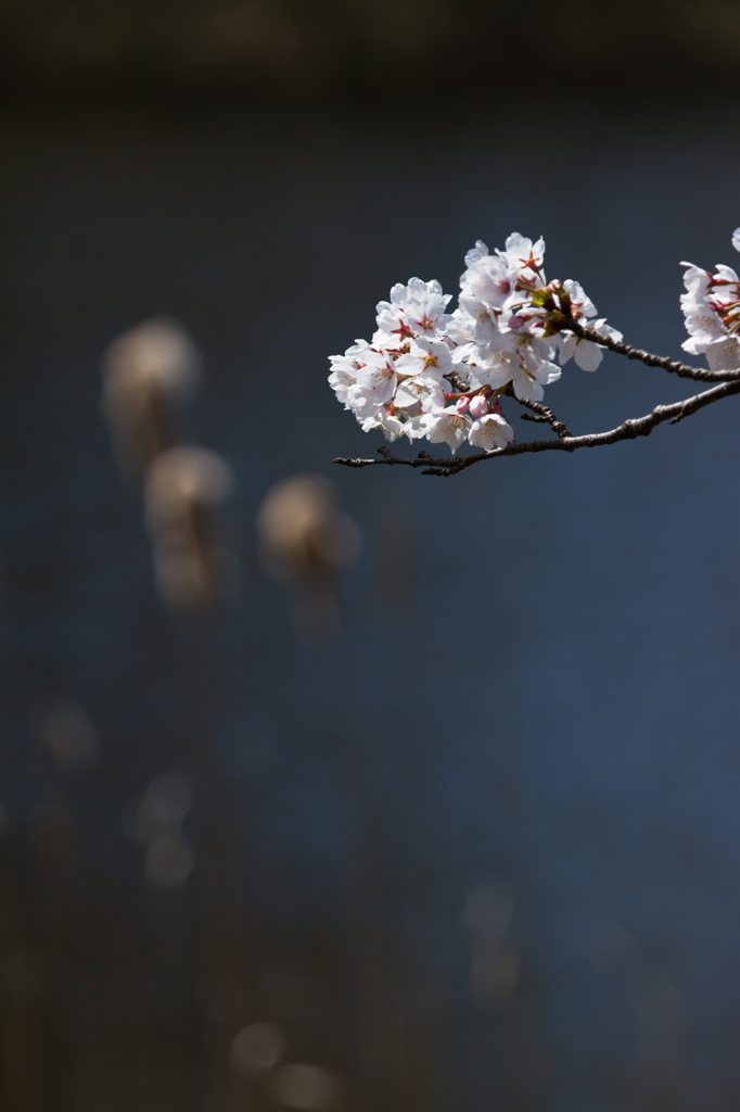 湖と桜
