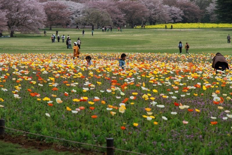 昭和記念公園9