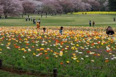 昭和記念公園9