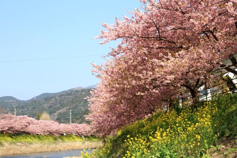 河津桜1