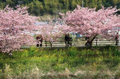 河津桜4