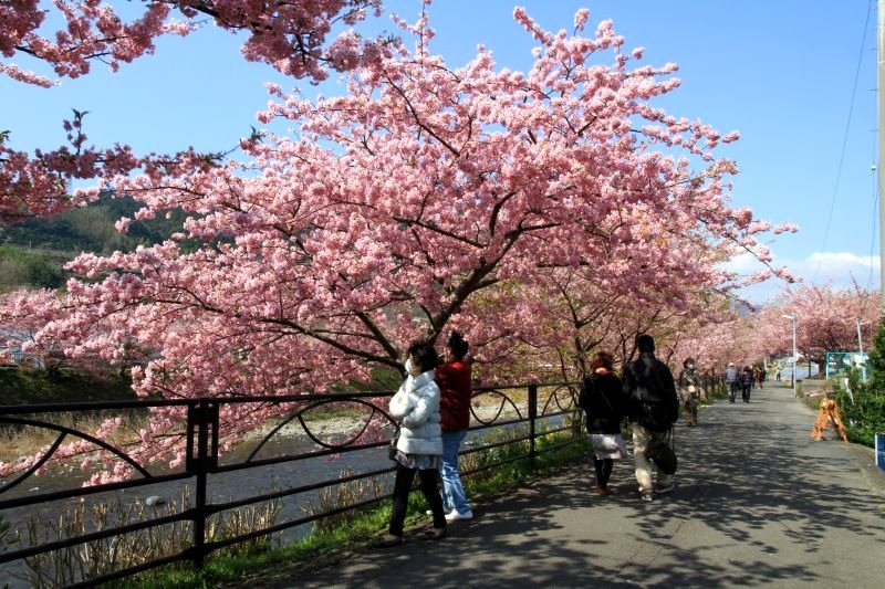 河津桜2