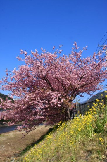 河津桜7