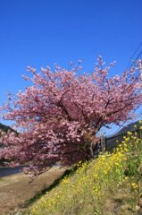 河津桜7