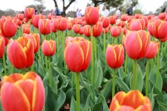 昭和記念公園4