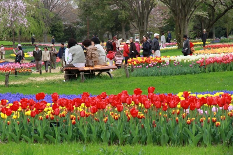 昭和記念公園10