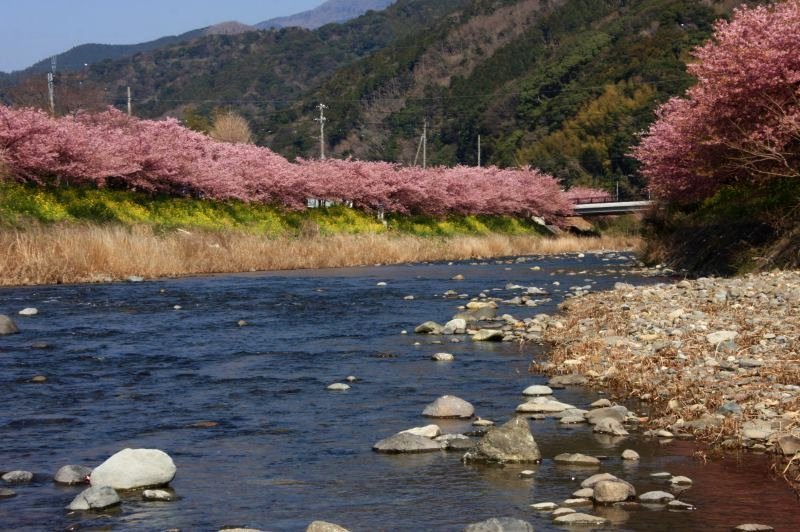 河津桜8